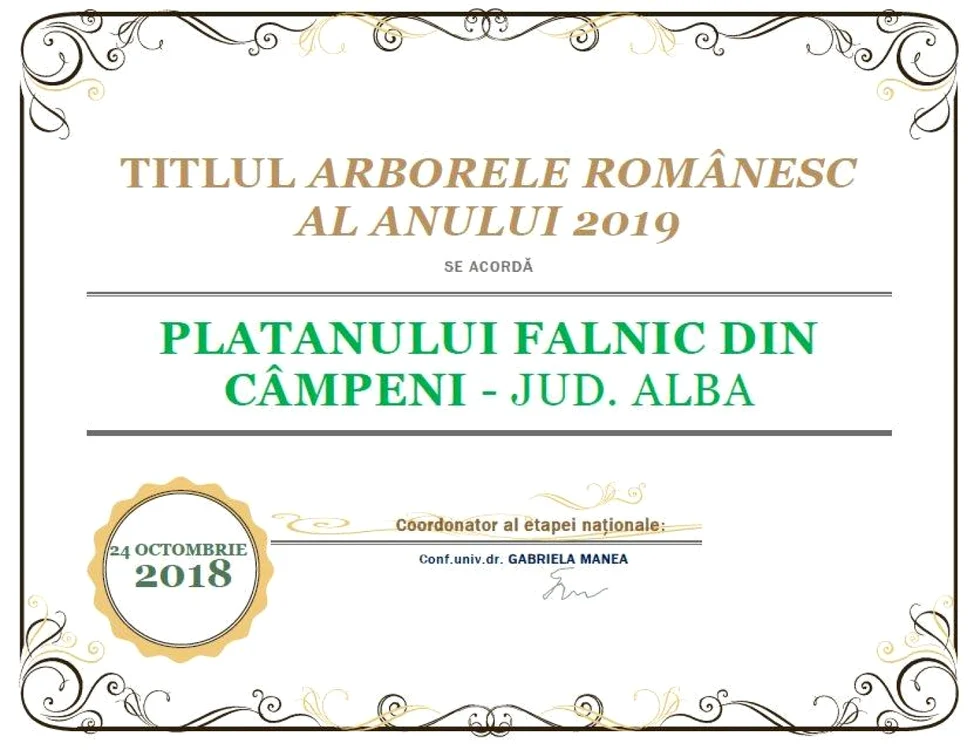 platan cimpeni