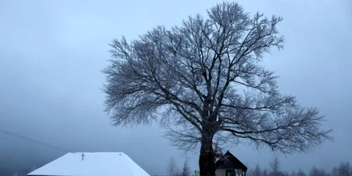 poiana rachitelii foto daniel guta adevarul
