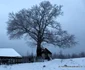 poiana rachitelii foto daniel guta adevarul
