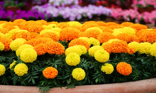 7 galbenele jpg jpeg