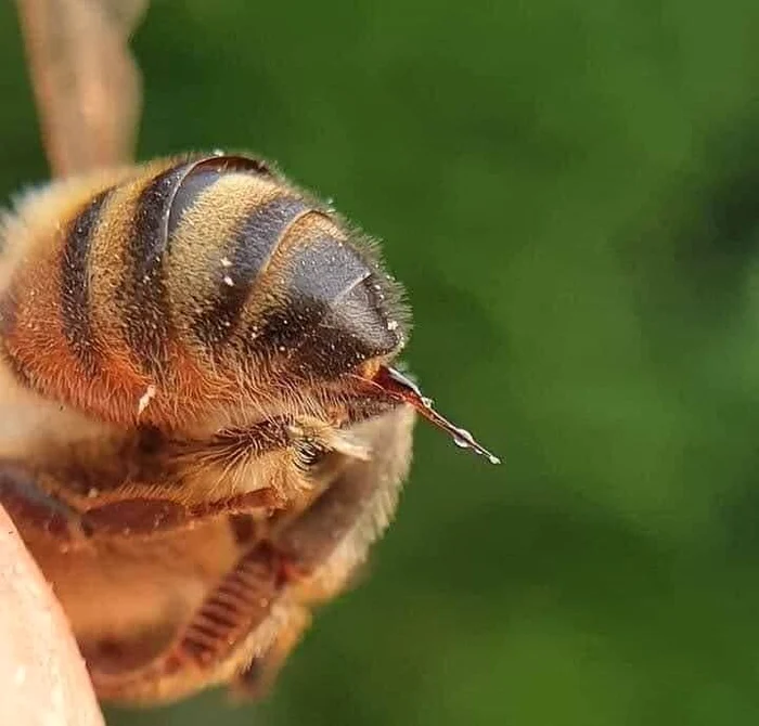De ce trăiesc apicultorii mai mult. Ingredientele surprinzătoare ale înțepăturii de albină 1 Veninul folosit ca și remediu FOTO Florina Margea