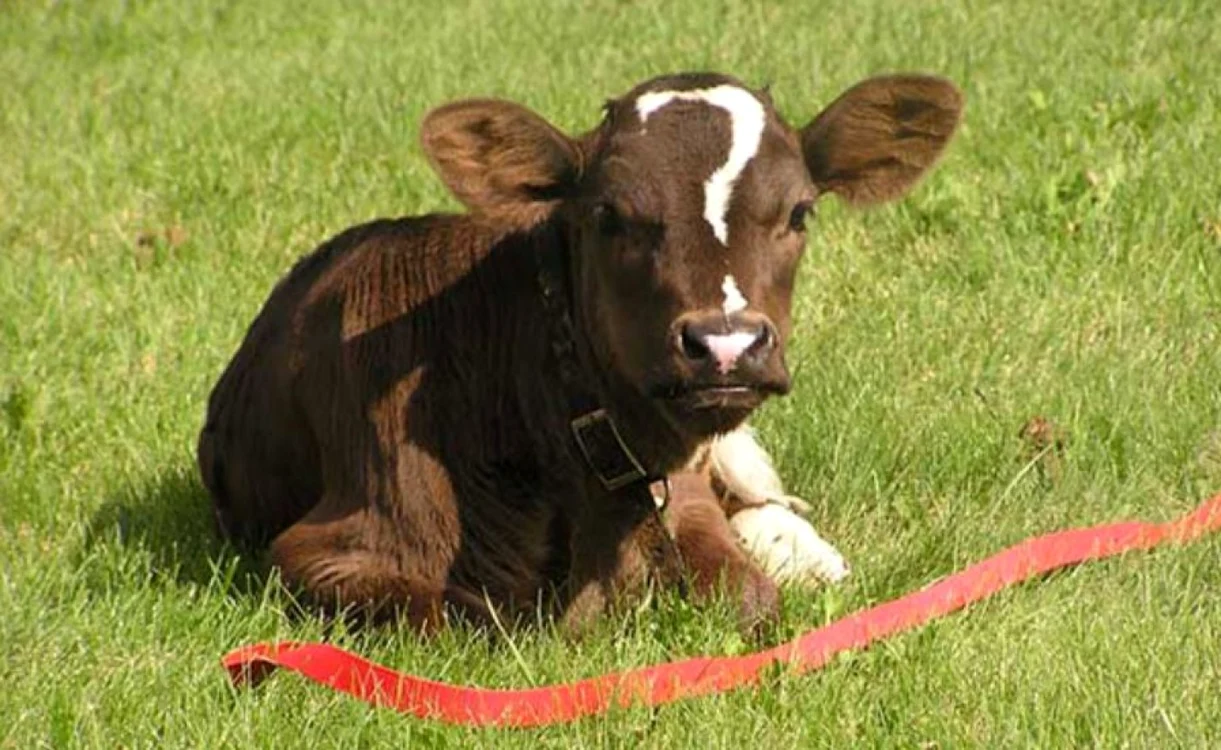vaca insemnata FOTO boredpanda.com