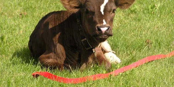 vaca insemnata FOTO boredpanda.com