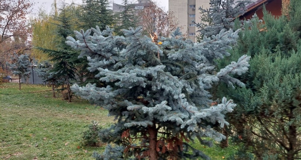 Brazii albi dintr-un parc al Sectorului 6 au fost distruși. Autorii se vor alege cu dosar penal