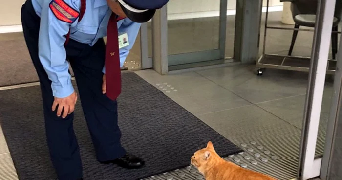 pisici japonia foto twitter muzeul de arta din onomichi