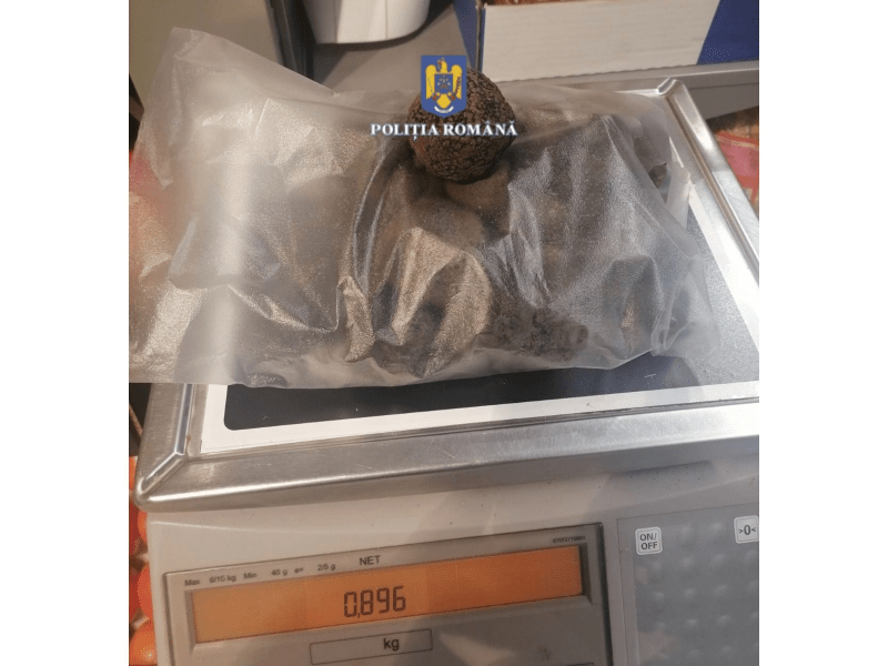 Trufele negre i-au adus mari probleme unui pădurar din Neamț. Bărbatul este anchetat pentru abuz în serviciu