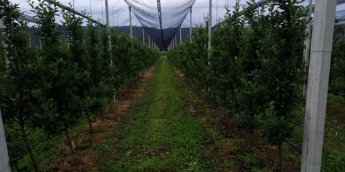 Pomicultorii din Voineşti îşi montează