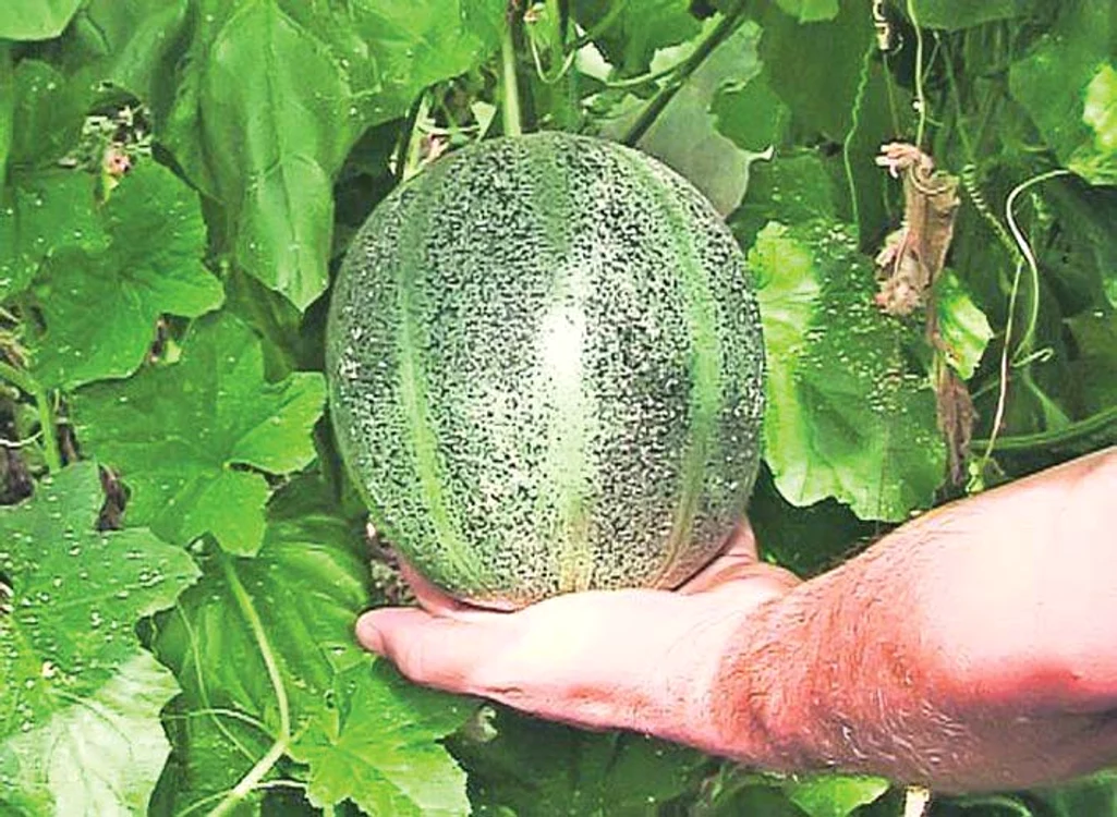 Este un fruct micuţ care nu depăşeşte trei kilograme