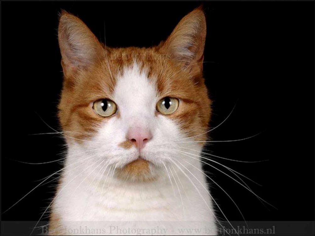 Hannes (Foto: Bert Jonkhans)