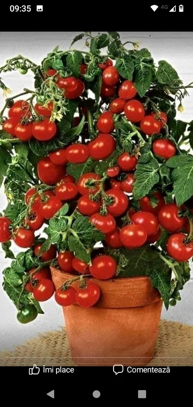 Soiul care se plantează la ghiveci poate produce 15-20 de kilograme de roșii. FOTO Magda Cristian