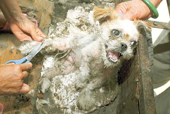 Căţeii îmbrăcaţi  de sărbătoare  au proteze  la membrele  din spate  (Fotografii: Reuters / Afp)