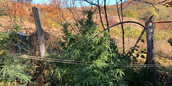 plantatie cannabis bacau 1