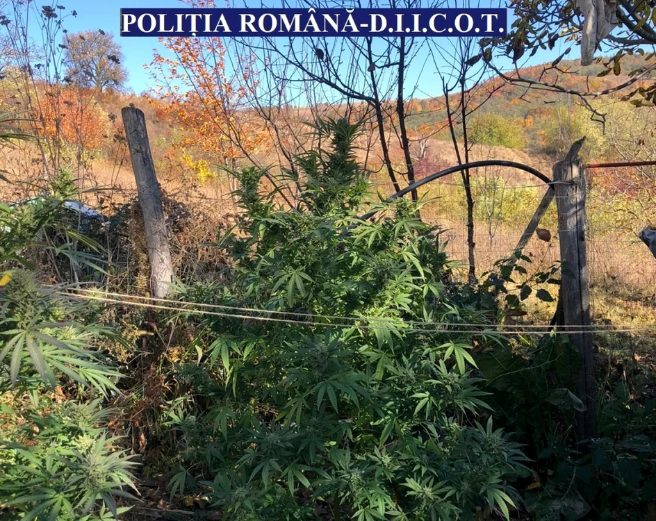 Bărbatul avea şase plante de cannabis în grădina familiei sale. Foto Arhivă Adevărul