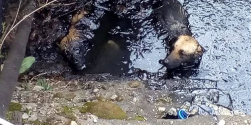 Actiune de salvare ISU