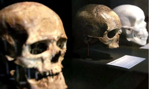 Creierul uman, din ce în ce mai mic jpeg