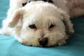 bishon poodle 5023255 1280 jpg