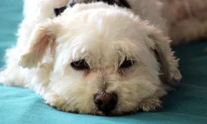 bishon poodle 5023255 1280 jpg