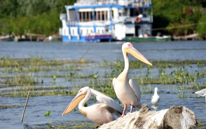 Delta Dunării, destinaţia de vacanţă FOTO Asociaţia de Mangement Delta Dunării