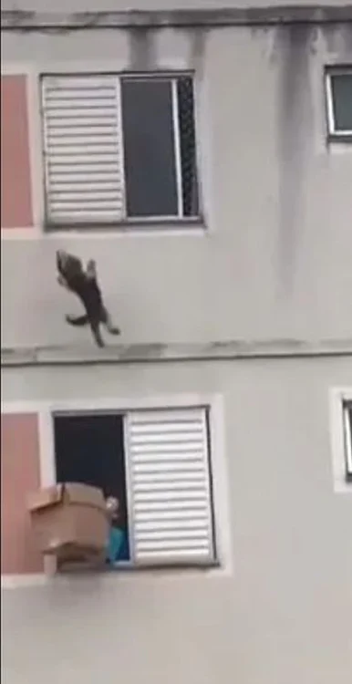O femeie cu o cutie ieșită pe geam pentru a prinde un câine căzut de la etaj