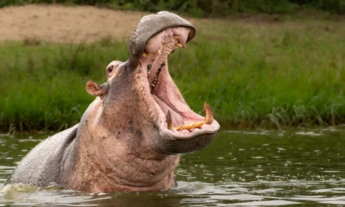 Hipopotam FOTO Shutterstock jpg