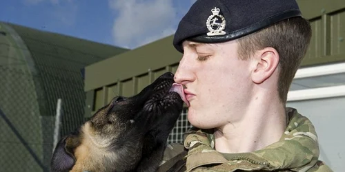 Caini soldat armata Marea Britanie