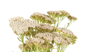 coada soricelului jpeg