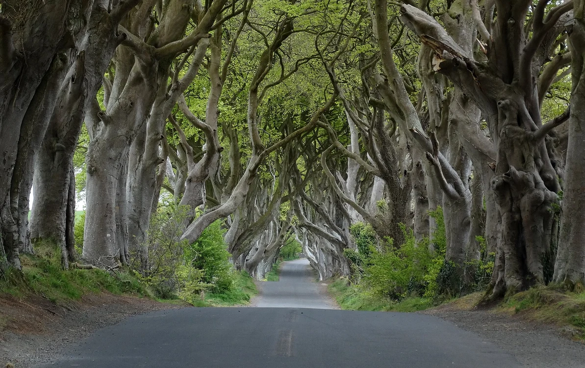 Copacii din situl Dark Hedges din Irlanda de Nord