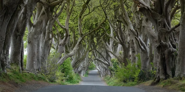 Dark Hedges wikipedia jpg