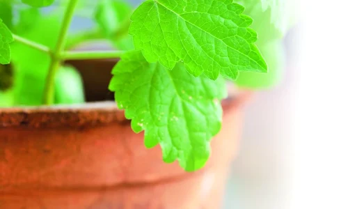 plante medicinale pentru curăţarea colonului jpeg