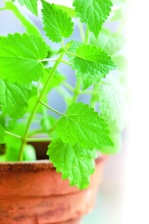 plante medicinale pentru curăţarea colonului jpeg