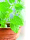 plante medicinale pentru curăţarea colonului jpeg