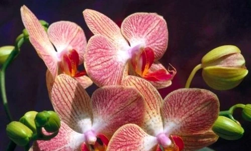 1 48165 original jpg jpeg