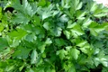 parsley 393028 640 jpeg