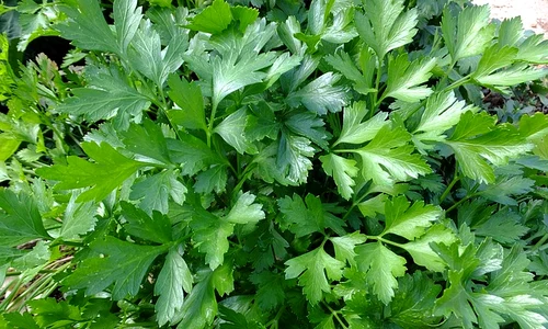 parsley 393028 640 jpeg