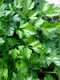 parsley 393028 640 jpeg