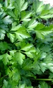 parsley 393028 640 jpeg