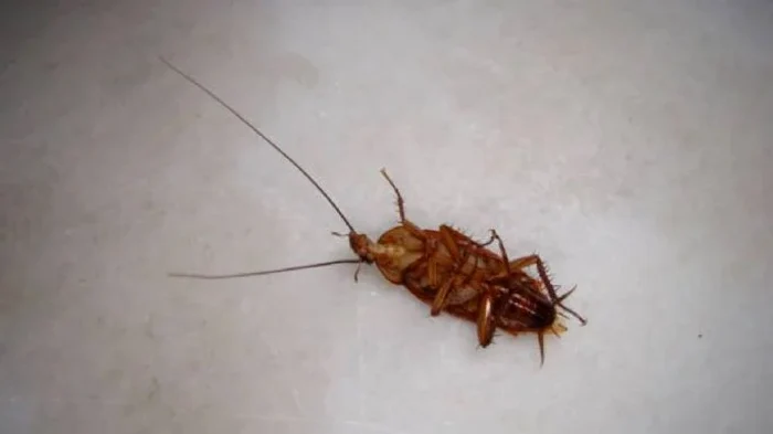 Spune adio gândacilor de bucătărie cu acest amestec de ingrediente ieftine.