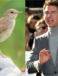 Tom Cruise  foto   Shutterstock jpg