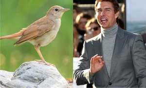 Tom Cruise  foto   Shutterstock jpg