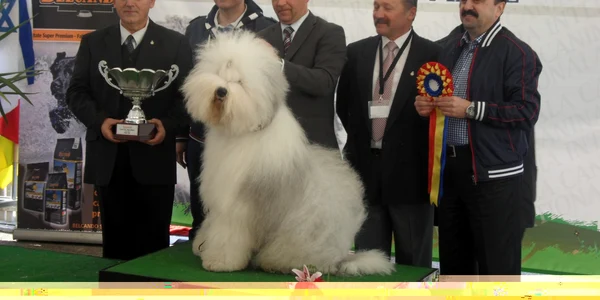 cacib sm 2013
