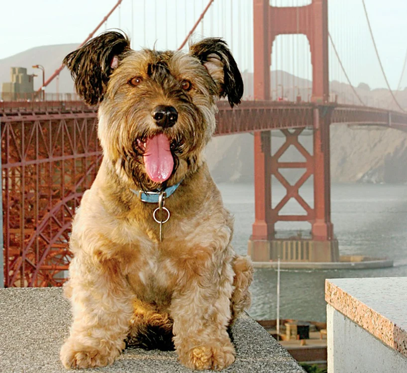 Oscar pe podul  Golden Gate, din  San Francisco, SUA