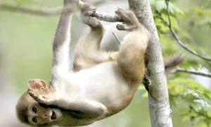 Billy, un cangur  care ştie să  se respecte jpeg