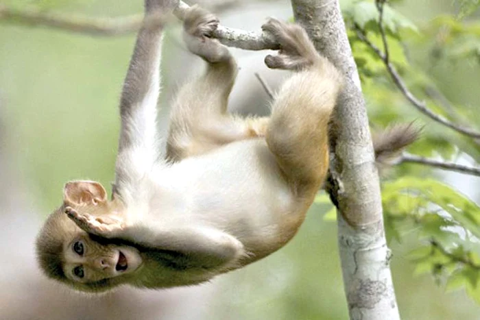 Billy, un cangur care ştie să se respecte