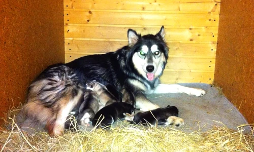 1397309 244172035733086 233459221 o jpeg