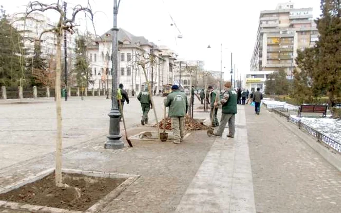 Salcâmii japonezi au avut viaţă scurtă pe Bulevardul Ştefan cel Mare din Iaşi FOTO Ziarul de Iaşi