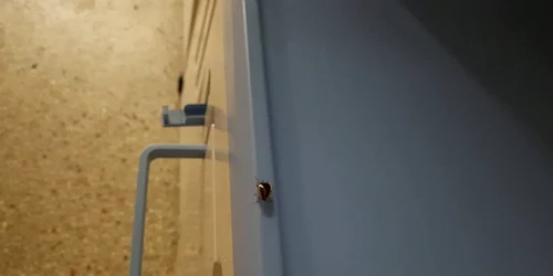 Gândaci în salonul de spital la Spitalul Judeţean Constanţa Sursa cititor