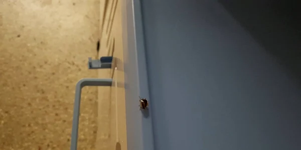 Gândaci în salonul de spital la Spitalul Judeţean Constanţa Sursa cititor