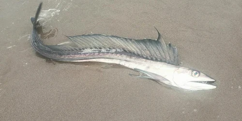 peste canibal ajuns la tarm in Oregon FOTO faceb Oregon State Parks jpg