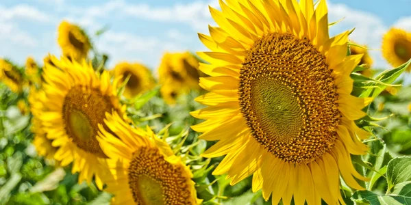 floarea soarelui vara foto unsplash.com