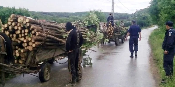 Furt de lemne cu căruţa Foto Adevărul